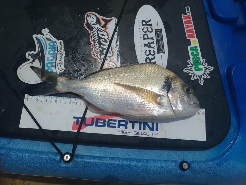 Fish Measure Picture